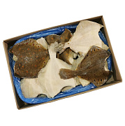 Камбала потрошеная без головы 300-500г штучной заморозки ГОСТ, коробка 12кг